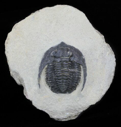 Bargain, Diademaproetus Trilobite - Foum Zguid, Morocco #62079